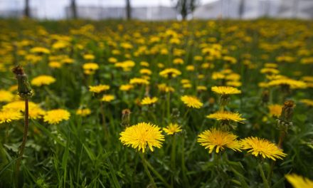 Pesticides | Des Villes poursuivies à cause de leurs règlements jugés trop restrictifs