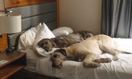 Des chiens dans les hôtels | Un projet pilote pour faciliter l’hébergement avec pitou