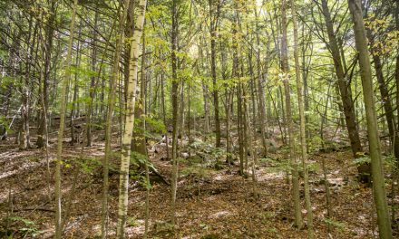 Maladie transmise par les tiques | Qu’est-ce que l’anaplasmose ?