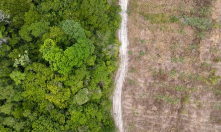 Amazonie brésilienne | Les incendies à un niveau historiquement bas en 2025