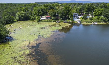 Algues bleu-vert | Une résine au secours des lacs du Québec ?