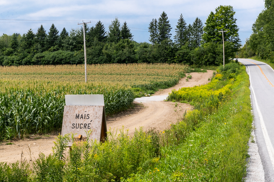 Rendements exceptionnels | Au revoir les prix salés pour le maïs