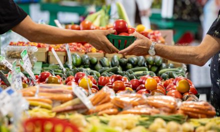 Production maraîchère | Récoltes parfaites, prix en chute libre