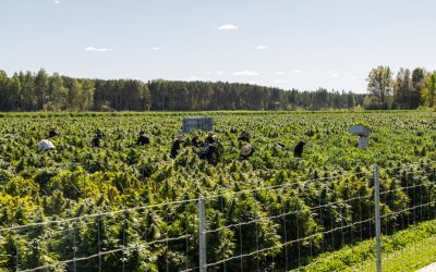 Industrie du cannabis | « On est plus que du pot et des méchants garçons »