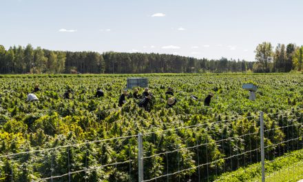 Industrie du cannabis | « On est plus que du pot et des méchants garçons »
