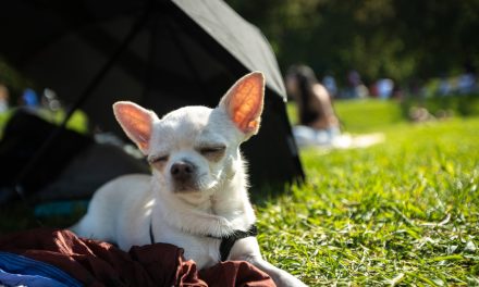 Démystifier la science | Les chiens préfèrent la musique de spa