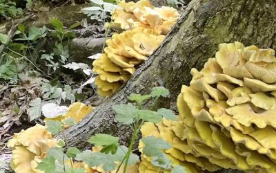 Un champignon invasif sème l’inquiétude
