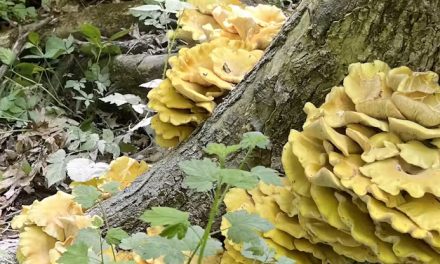 Un champignon invasif sème l’inquiétude