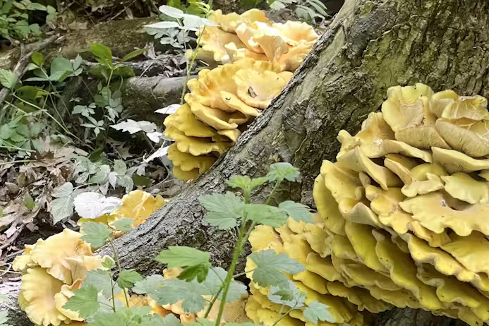 Un champignon invasif sème l’inquiétude
