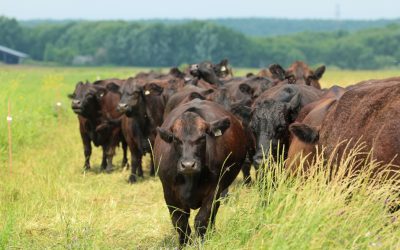Changements climatiques | Du bœuf québécois plus vert