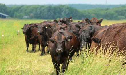 Changements climatiques | Du bœuf québécois plus vert