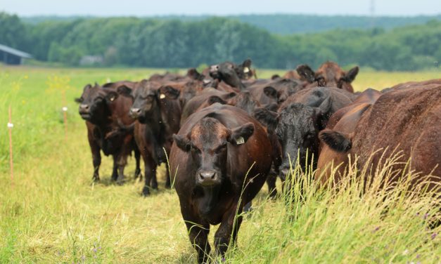 Changements climatiques | Du bœuf québécois plus vert