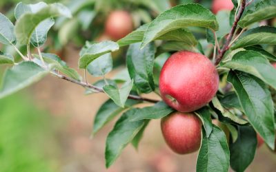 Orléans, une nouvelle variété de pomme d’ici