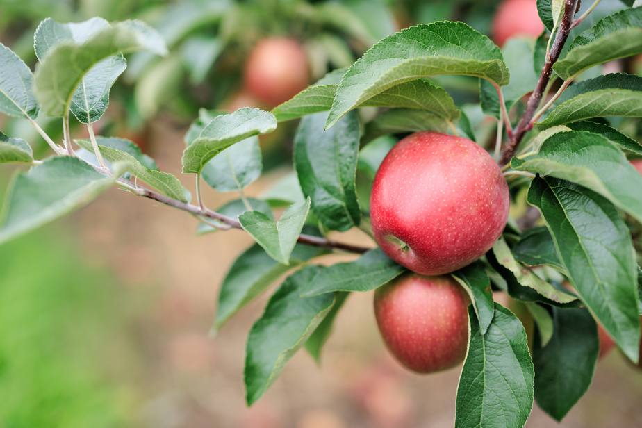Orléans, une nouvelle variété de pomme d’ici