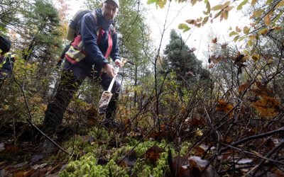 Saint-Lazare | Des plantes envahissantes menacent une tourbière