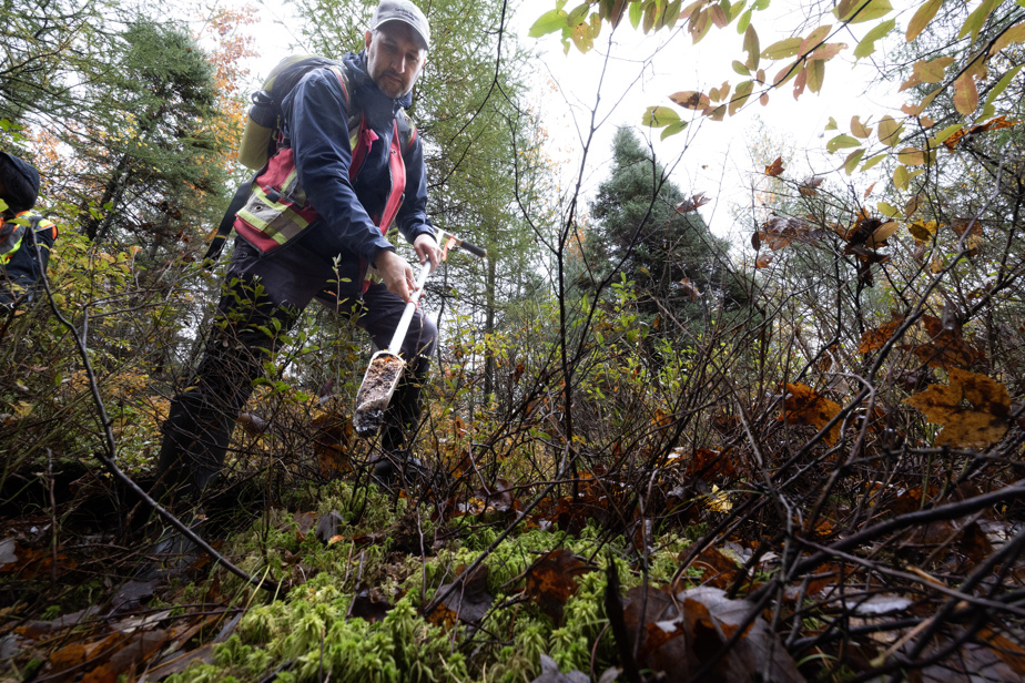 Saint-Lazare | Des plantes envahissantes menacent une tourbière