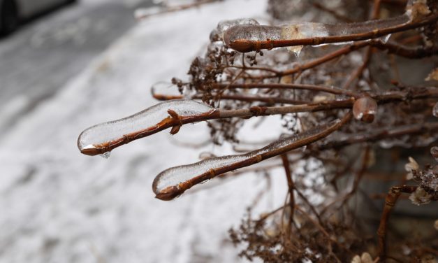 Fausse alerte au verglas | Une prévision météo erronée fait tomber son procès