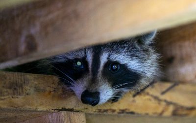 Rage du raton laveur | Un troisième chat infecté en Montérégie