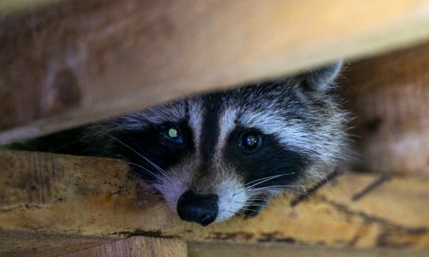 Rage du raton laveur | Un troisième chat infecté en Montérégie