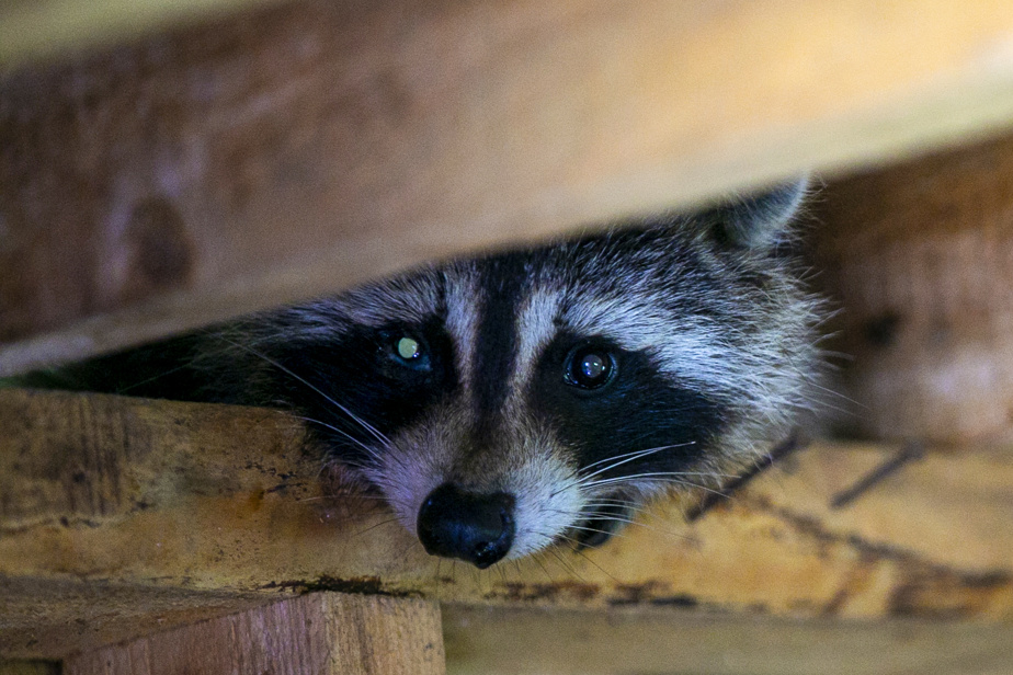 Rage du raton laveur | Un troisième chat infecté en Montérégie