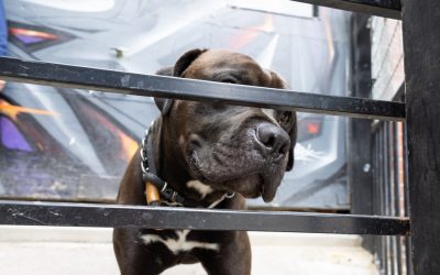 Carte interactive | Y a-t-il des chiens dangereux dans votre quartier ?