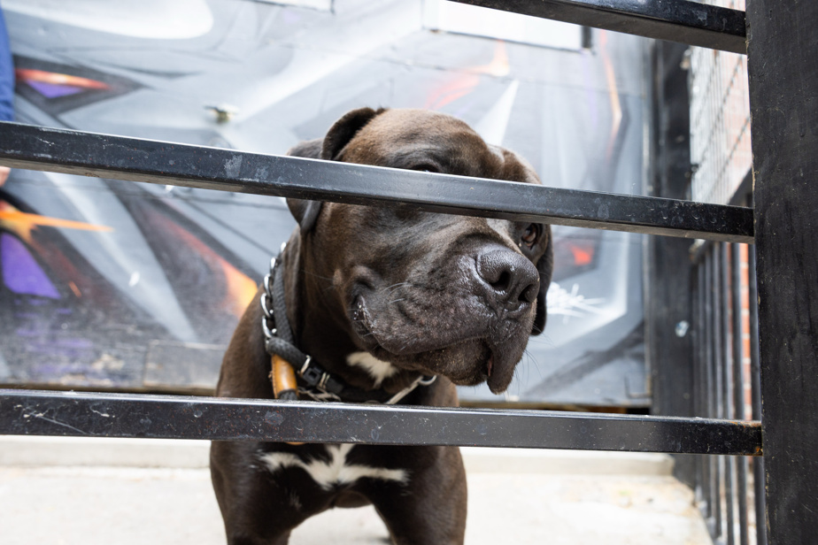 Carte interactive | Y a-t-il des chiens dangereux dans votre quartier ?